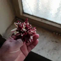 گل رز زیبا