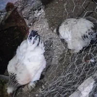 مرغ برهما