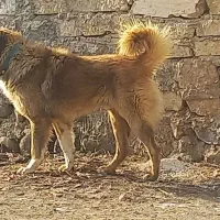 سگ نگهبان