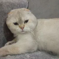 گربه اسگاتیش نر