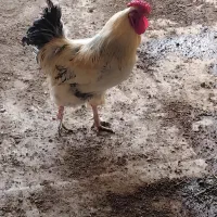 خروس ۴۰تاژ