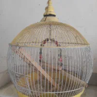 قفس پرنده