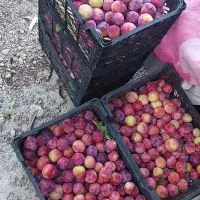آلوسیاه سپیدان