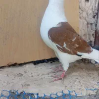 پشتی گراف