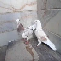 کفتر مایه گرو پرشی