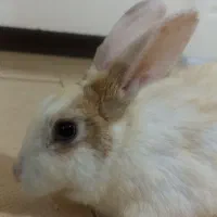 خرگوش