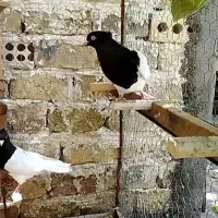 کبوتر سینه سیاه
