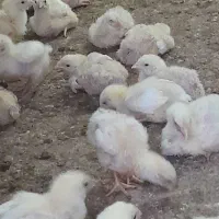 جوجه گوشتی راس ۳۰۸ با ضمانت نامه