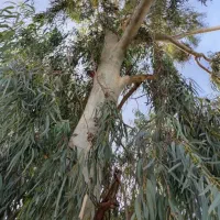 خرید فروش چوب با اره زنان ماهر