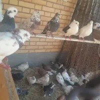 فروش کفتر پر دمبی سرور زرد کله دار دوکتی ابلغ