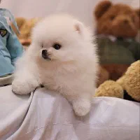 پامرانین خرسی نر