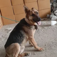 سگ ماده