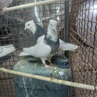 کفتر فروشی