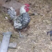 خروس سیبرایت سیلور
