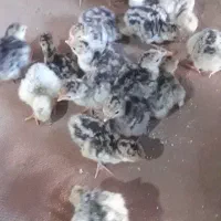 جوجه بوقلمون
