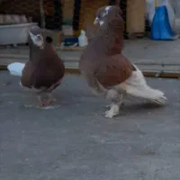 کفتر کبوتر