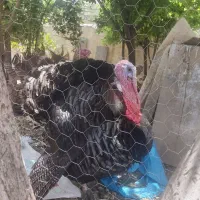بوقلمون نر و ماده ارگانیک نزاد برنز