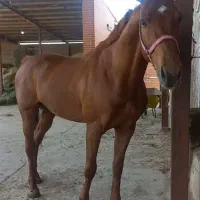 نریان پرشی