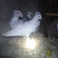 کبوتر هم دورگ هم تکپر