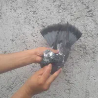 کبوتر پرشی دهنجور زاغ کله ماستی