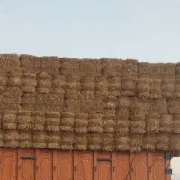 پرس گندم