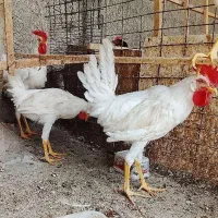 ۴ عدد خروس ۶ ماهه