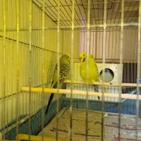 یک جفت مرغ عشق گریدb