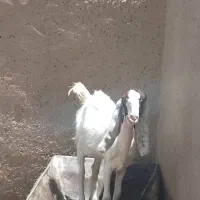 کهرماده