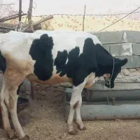 شنگل هلشتاین اصل