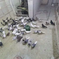 کبوتر  به شرط همه نوع موجود