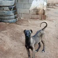 توله سگ سرابی