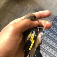 سهره|پرنده|ساوه, |دیوار