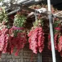 زرشک پفکی (داربستی)