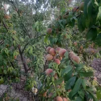 باغ-معاوضه-با-ماشین