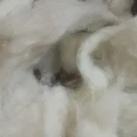 الیاف پشم و کرک