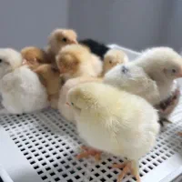 جوجه مرغ نژادعالی