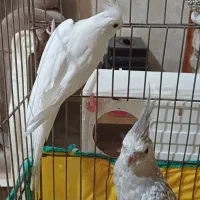 عروس هلندی آلبینو ایزابلا مولد