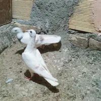 کفتر پرشی و جفگاه