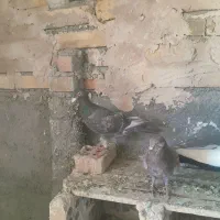 کبوتر پرشی رنگه المانی قاطی