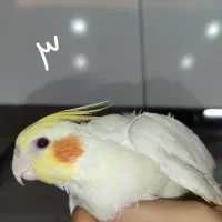 عروس ماده دستی بالغ آماده جفتگیری|پرنده|مشهد, ابوذر|دیوار