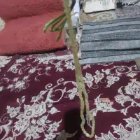 شاه مقصود افغان