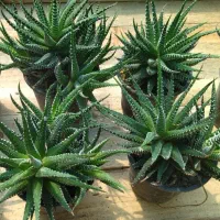 هاورتیا گورخری