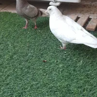 کبوتر سفید و زیبا