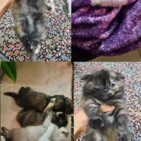 گربه اسکاتیش