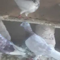 کفتر|پرنده|شیروان (خراسان), |دیوار