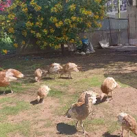 جوجه بوقلمون بورن بورن