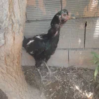 مرغ لاری درجه ۱کرچ