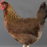 مرغ محلی تخم گذار