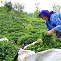 چای سرگل / چای لاهیجان / چای بهاره