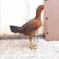 مرغ لاری کرچ